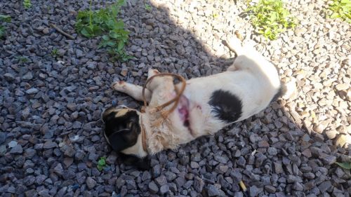 Pitbulls invadem lote e matam filhote de cachorro no Cascavel Velho Imagem referente a Pitbulls invadem lote e matam filhote de cachorro no Cascavel Velho