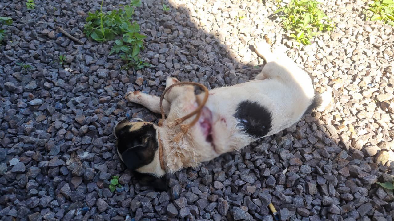 Pitbulls invadem lote e matam filhote de cachorro no Cascavel Velho