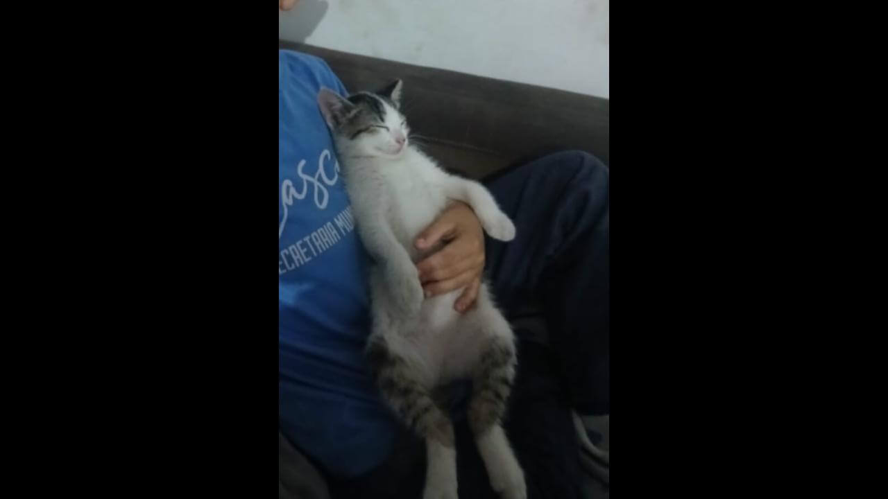 Gata Mimi desapareceu no bairro Santo Onofre