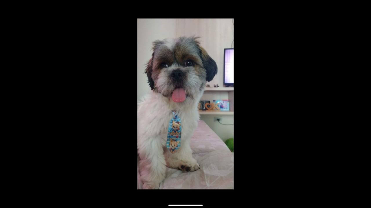 Cachorro Tony desapareceu no bairro Nova Veneza