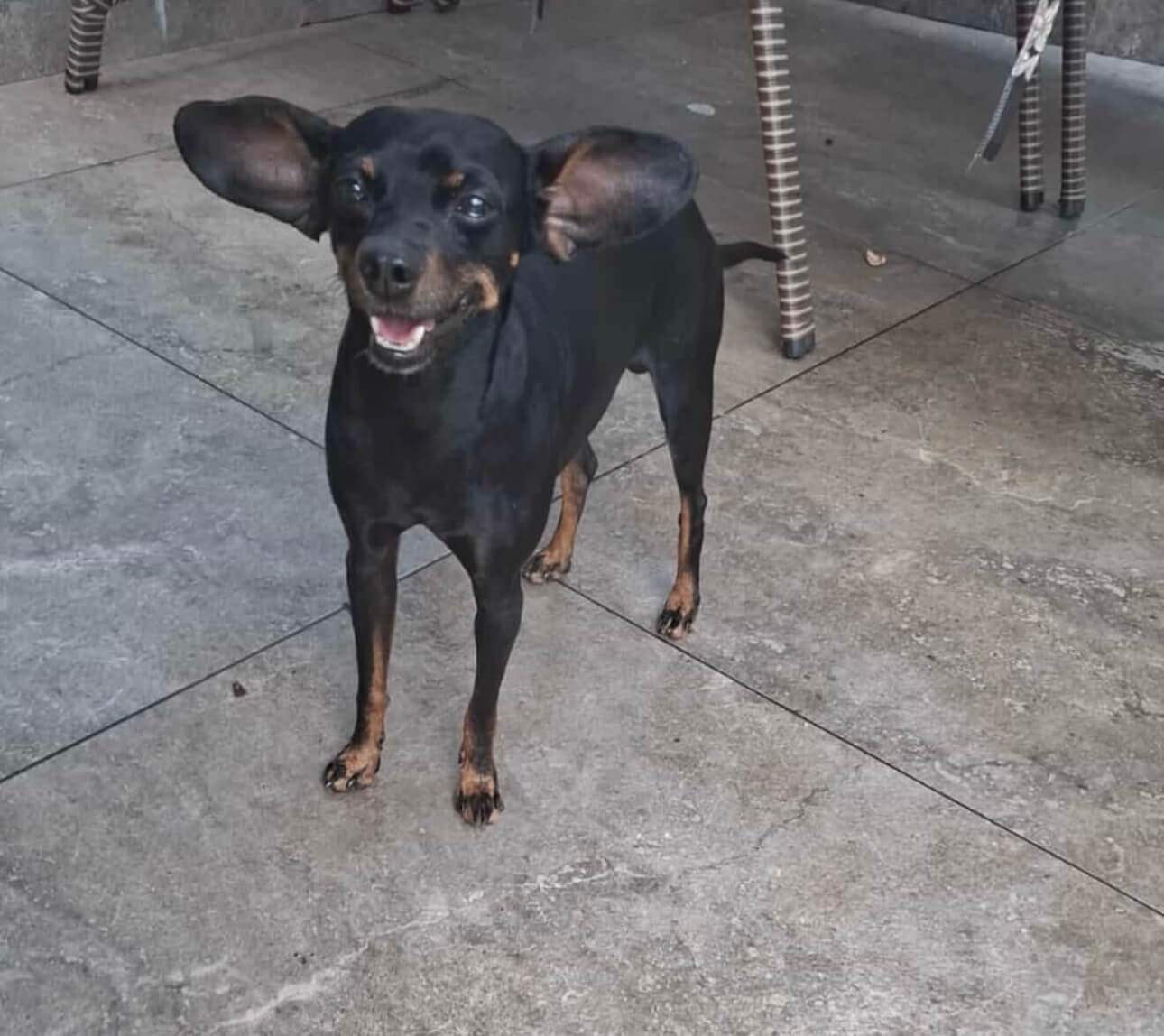 Cachorro Pit Júnior desapareceu no bairro Parque São Paulo