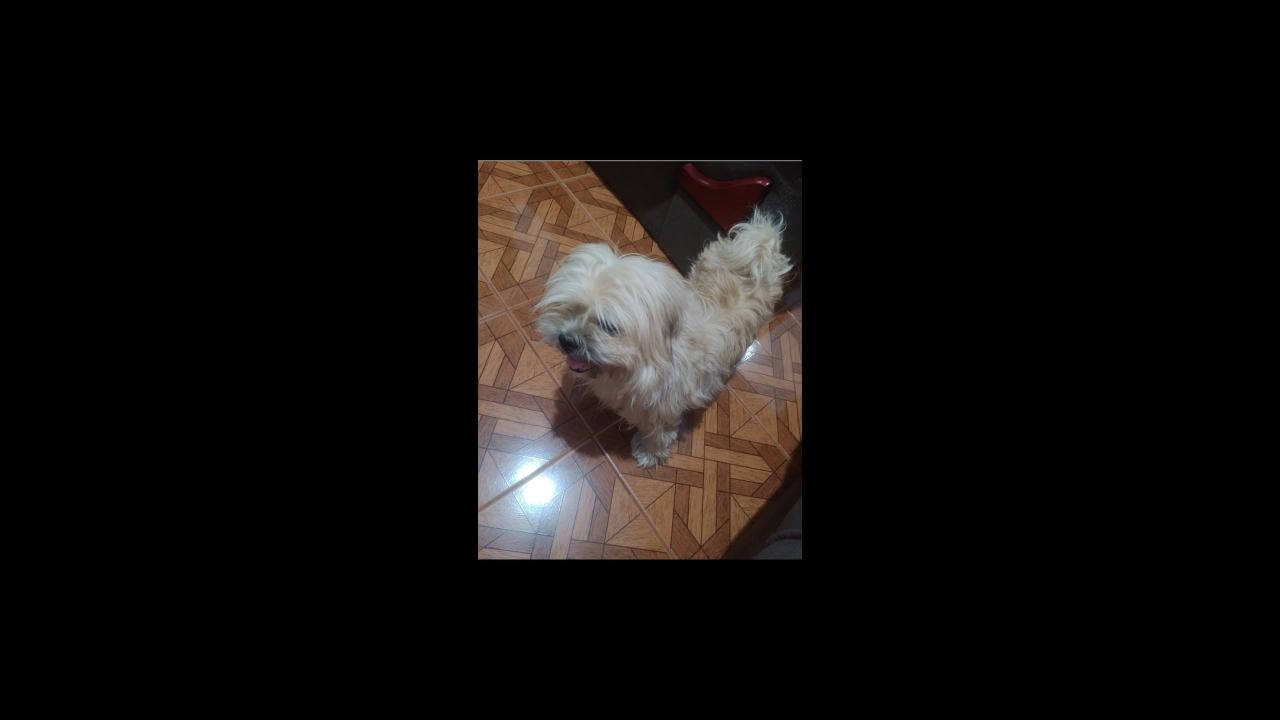 Cachorro Thor desapareceu no bairro Esmeralda