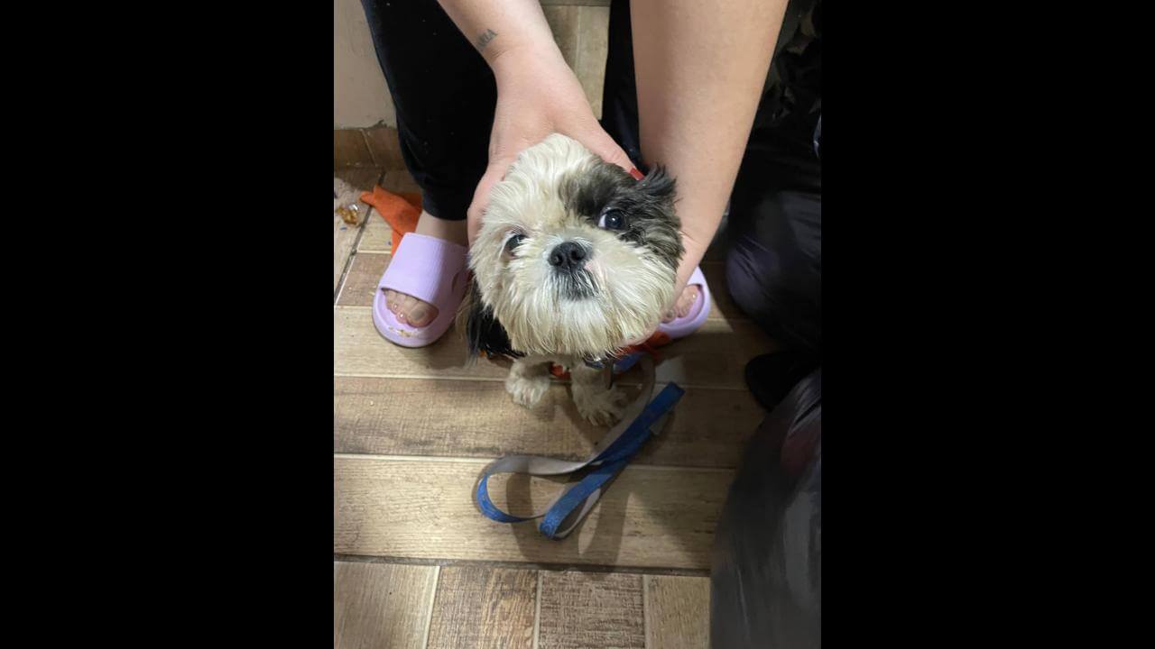Cachorro é encontrado no bairro Esmeralda