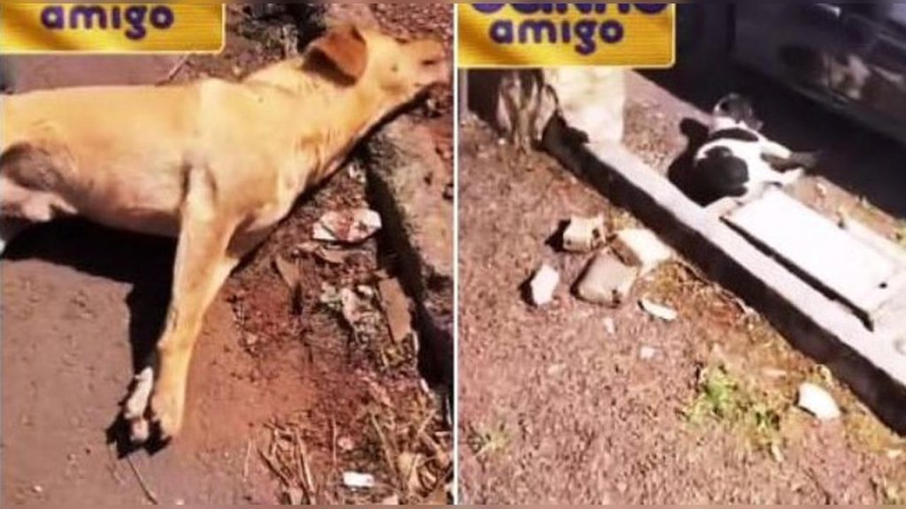 Envenenamento em série: pets agonizam e população entra em alerta em Juranda Envenenamento em série: pets agonizam e população entra em alerta em Juranda