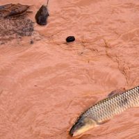 Imagem referente a Samarco e Vale são multadas em mais de R$ 1,8 bilhão