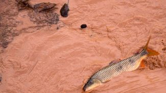 Samarco e Vale são multadas em mais de R$ 1,8 bilhão Samarco e Vale são multadas em mais de R$ 1,8 bilhão