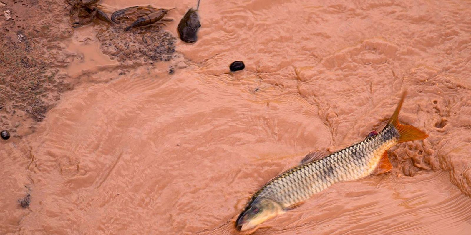 Samarco e Vale são multadas em mais de R$ 1,8 bilhão Samarco e Vale são multadas em mais de R$ 1,8 bilhão