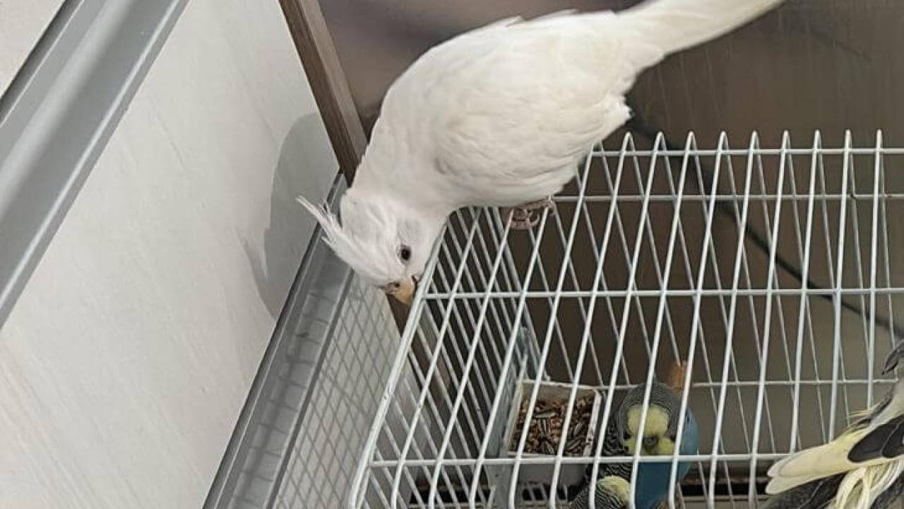 Calopsita Kiko desapareceu no bairro Angra dos Reis Calopsita Kiko desapareceu no bairro Angra dos Reis