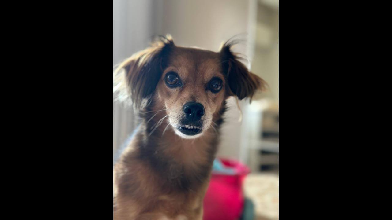 Cachorra Céu desapareceu no bairro Centro