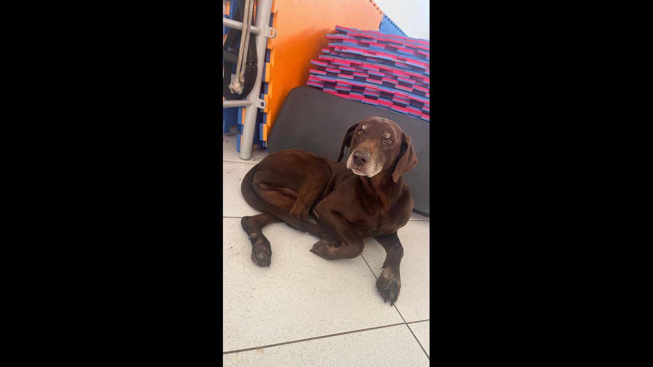 Cachorro é encontrado no bairro Centro