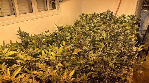 Estufa de maconha de R$ 100 mil é descoberta após fuga atrapalhada em Curitiba