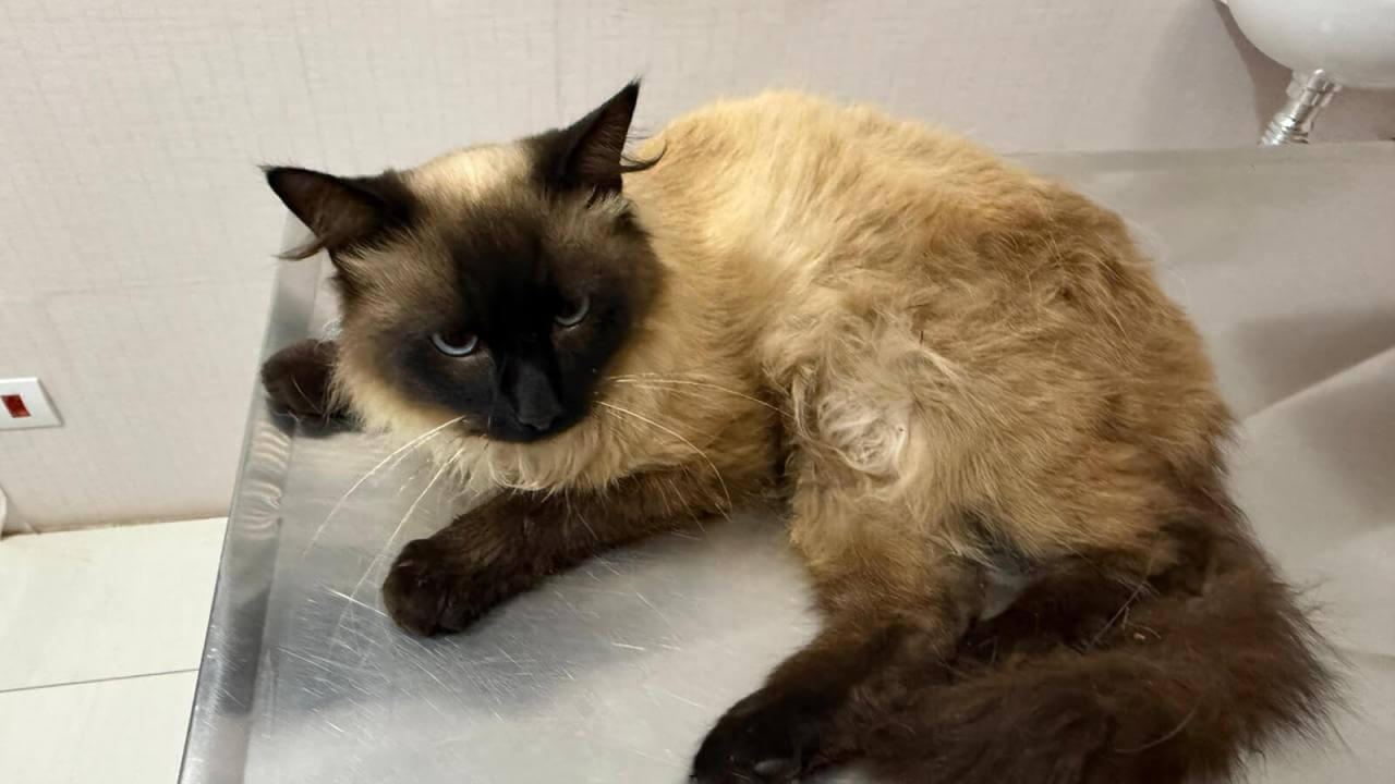 Gato é encontrado no bairro Angra dos Reis