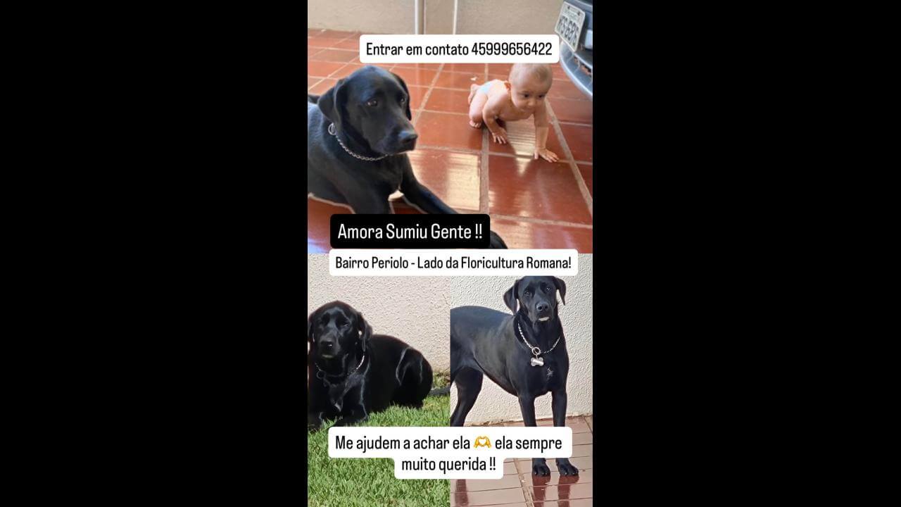 Cachorra Amora desapareceu no bairro Periolo