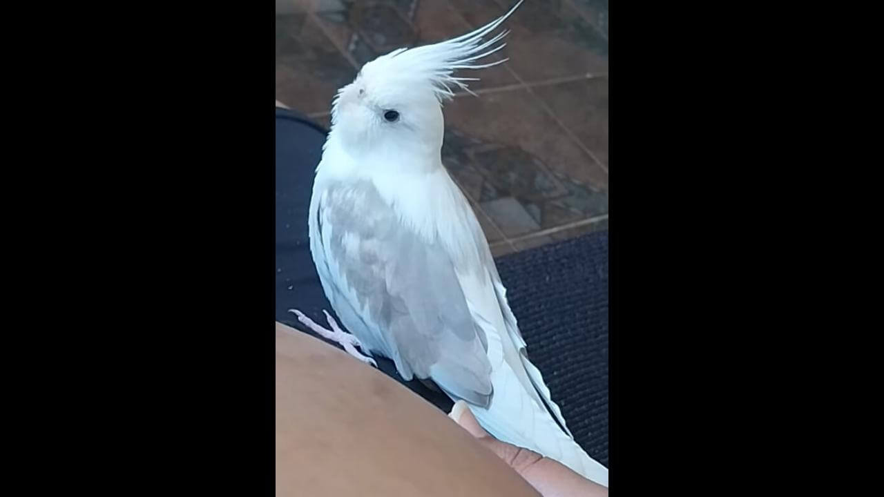 Calopsita desapareceu no bairro Turisparque
