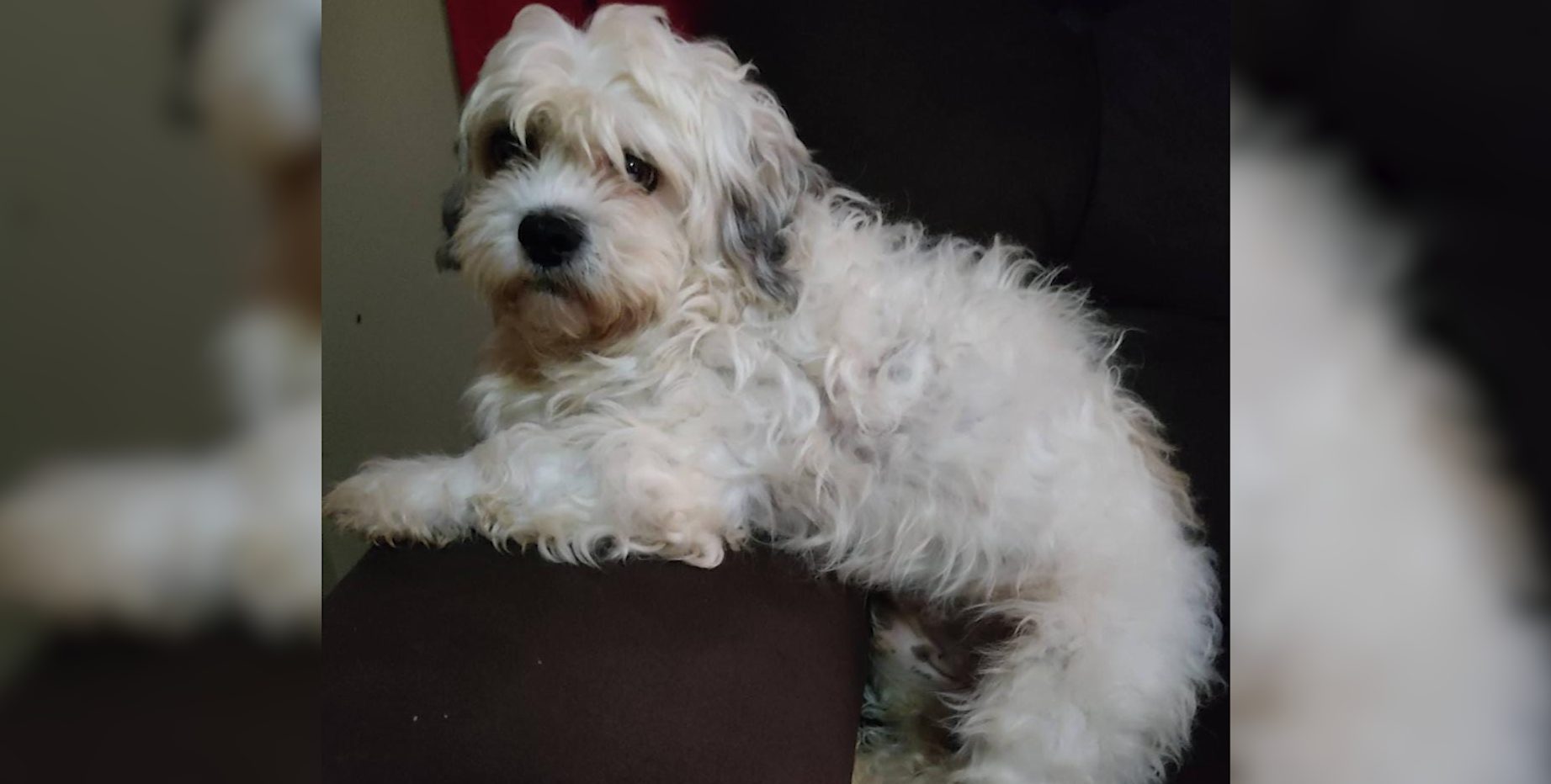 Cachorro desaparecido: família em busca do melhor amigo