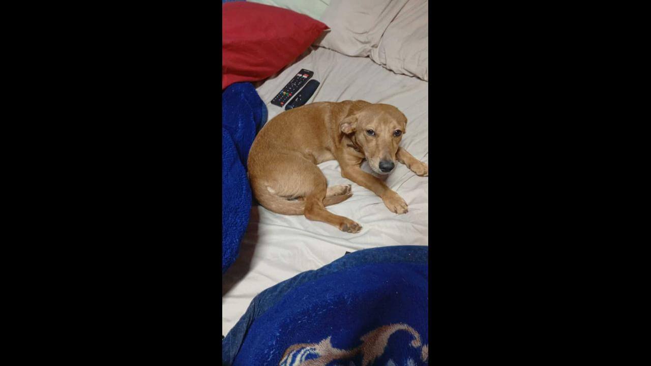 Cachorra Alexa desapareceu no bairro 14 de Novembro