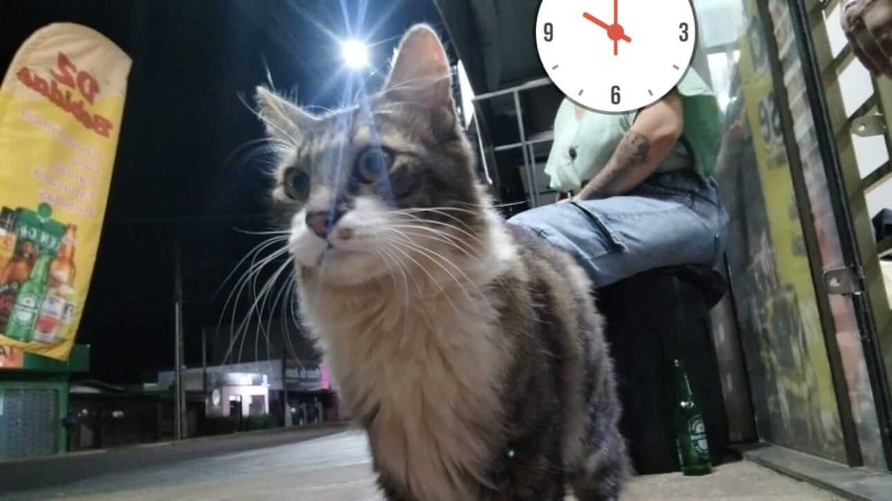 Gato é encontrado no bairro Periolo