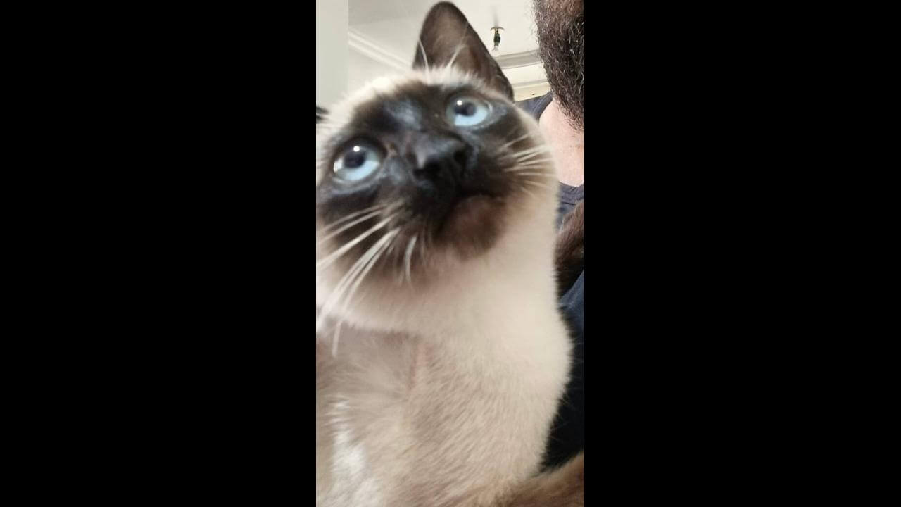 Gata Enid desapareceu no bairro São Cristóvão