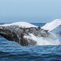Imagem referente a Festival une ciência, tecnologia e meio ambiente no audiovisual
