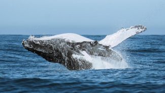 Festival une ciência, tecnologia e meio ambiente no audiovisual Festival une ciência, tecnologia e meio ambiente no audiovisual