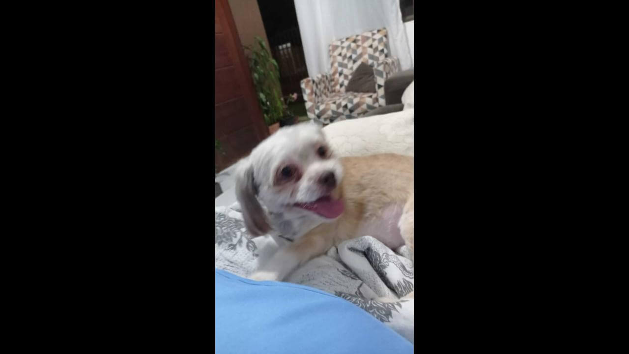 Cachorra Meg desapareceu no bairro Morumbi Cachorra Meg desapareceu no bairro Morumbi