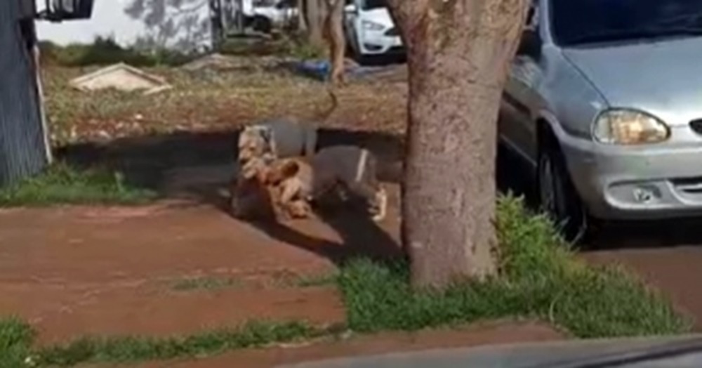 Pitbulls soltos atacam, matam cachorro e são abatidos pela GM
