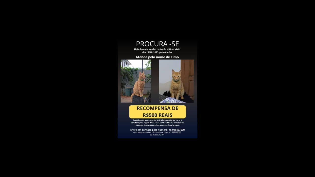 Gato Timo desapareceu no bairro Centro Gato Timo desapareceu no bairro Centro
