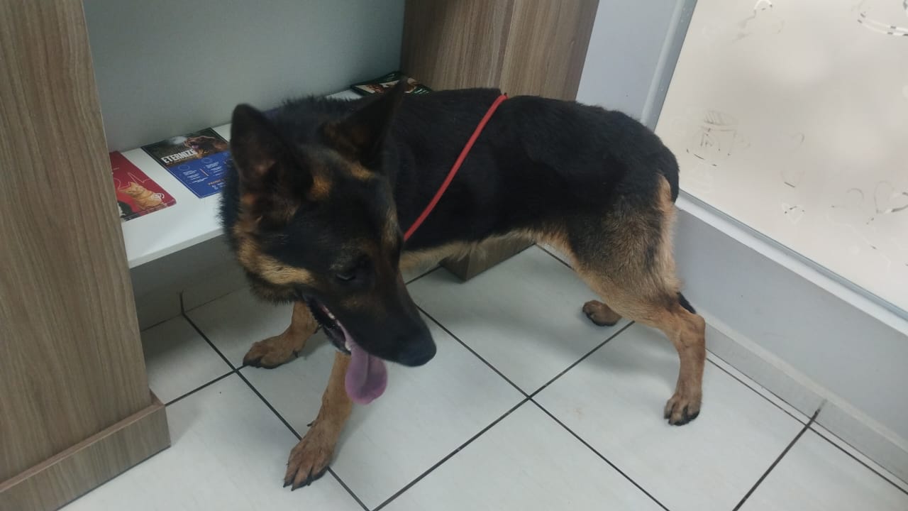 Pastores Alemães são resgatados por maus-tratos em ação no bairro Neva Pastores Alemães são resgatados por maus-tratos em ação no bairro Neva