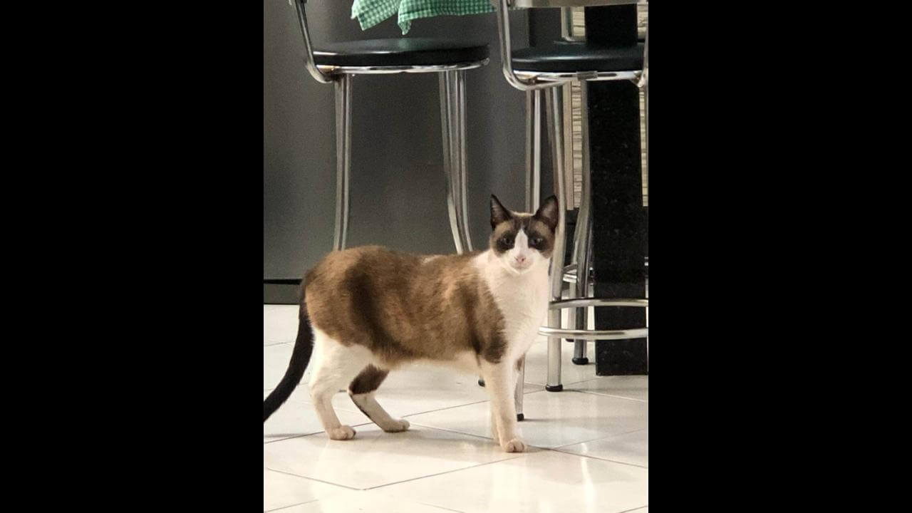 Gato Floki desapareceu no bairro São Cristóvão Gato Floki desapareceu no bairro São Cristóvão