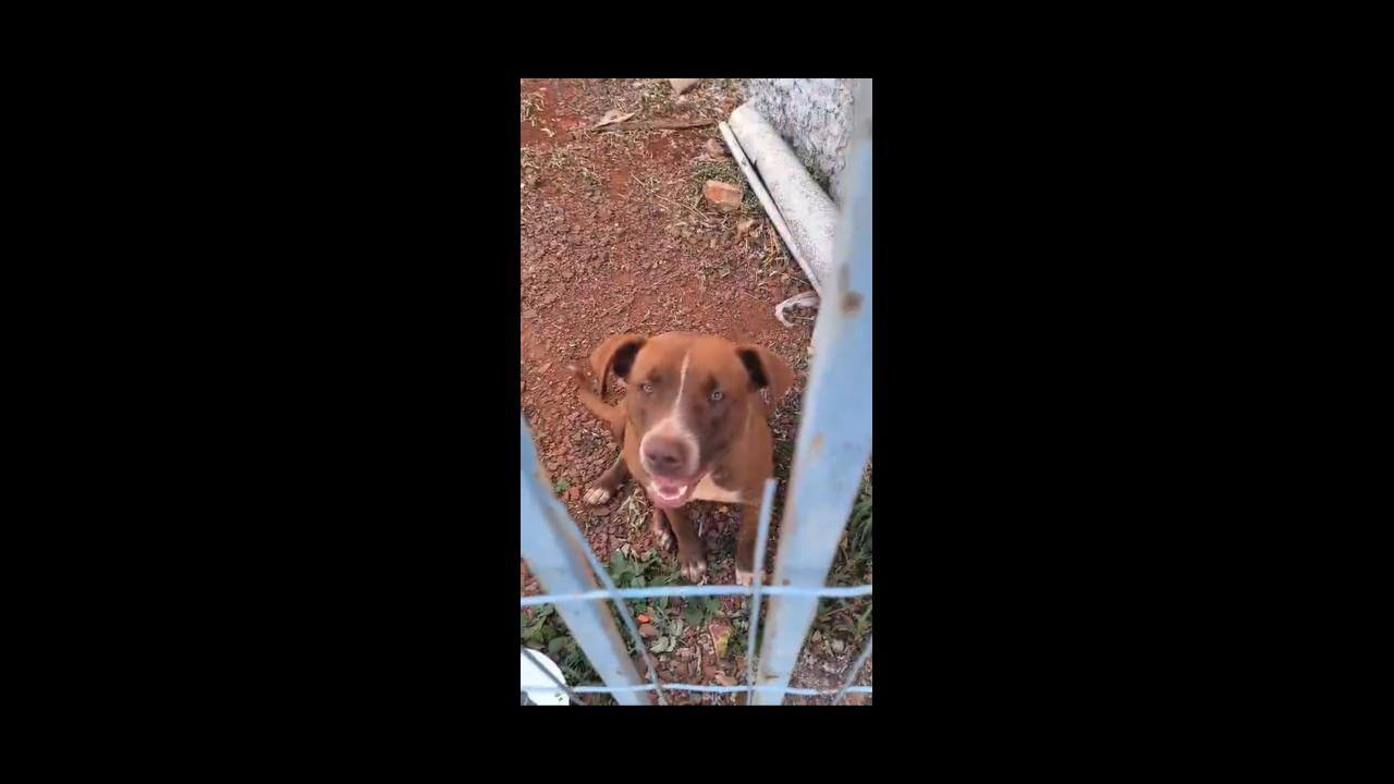 Cachorro é encontrado no bairro Country