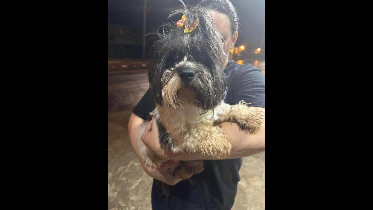 Cachorra é encontrada no bairro Esmeralda