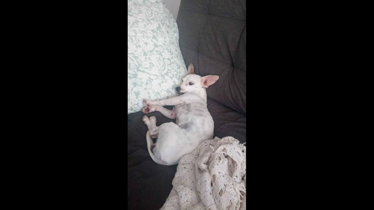 Cachorra Sandy desapareceu no bairro Parque São Paulo