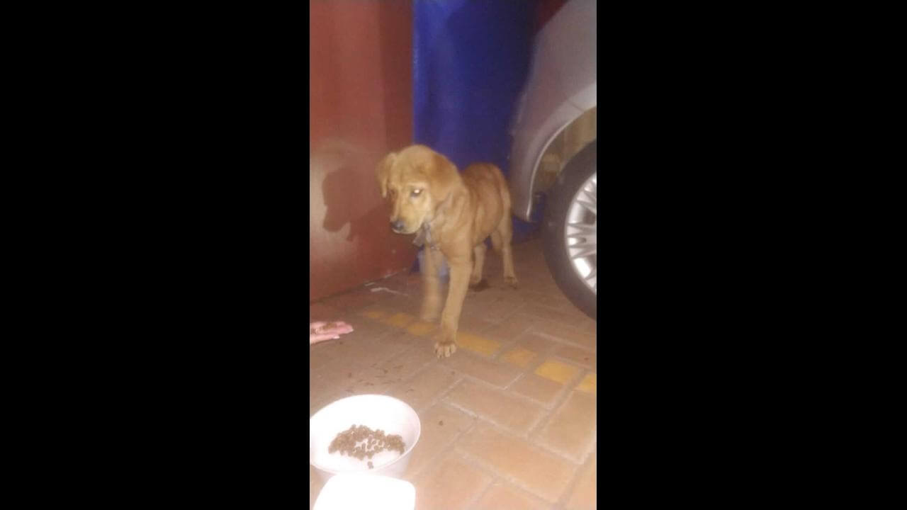 Cachorro é encontrado no bairro São Cristóvão