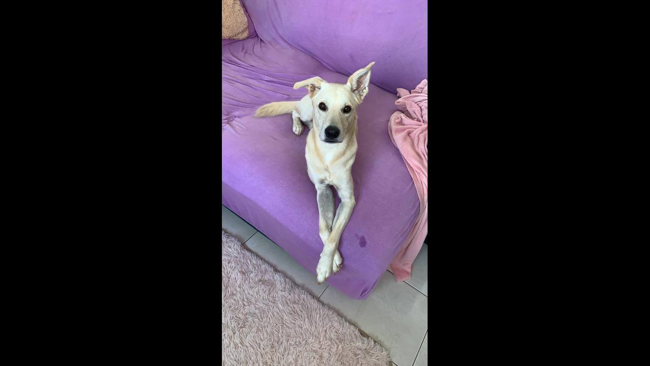 Cachorro Luke desapareceu no bairro Parque Verde