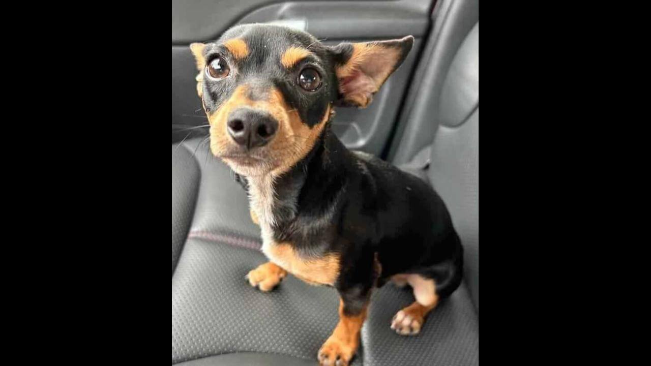 Cachorro Chico desapareceu no bairro Periolo