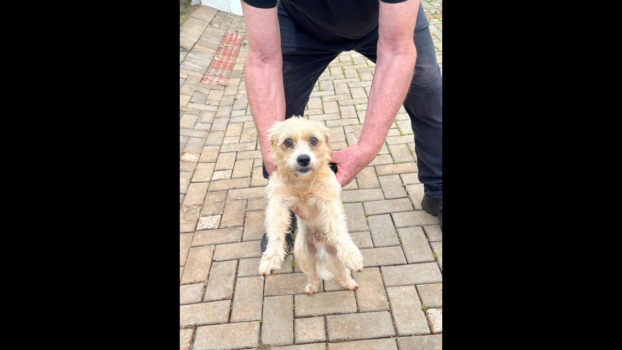 Cachorro é encontrado no bairro Região do Lago