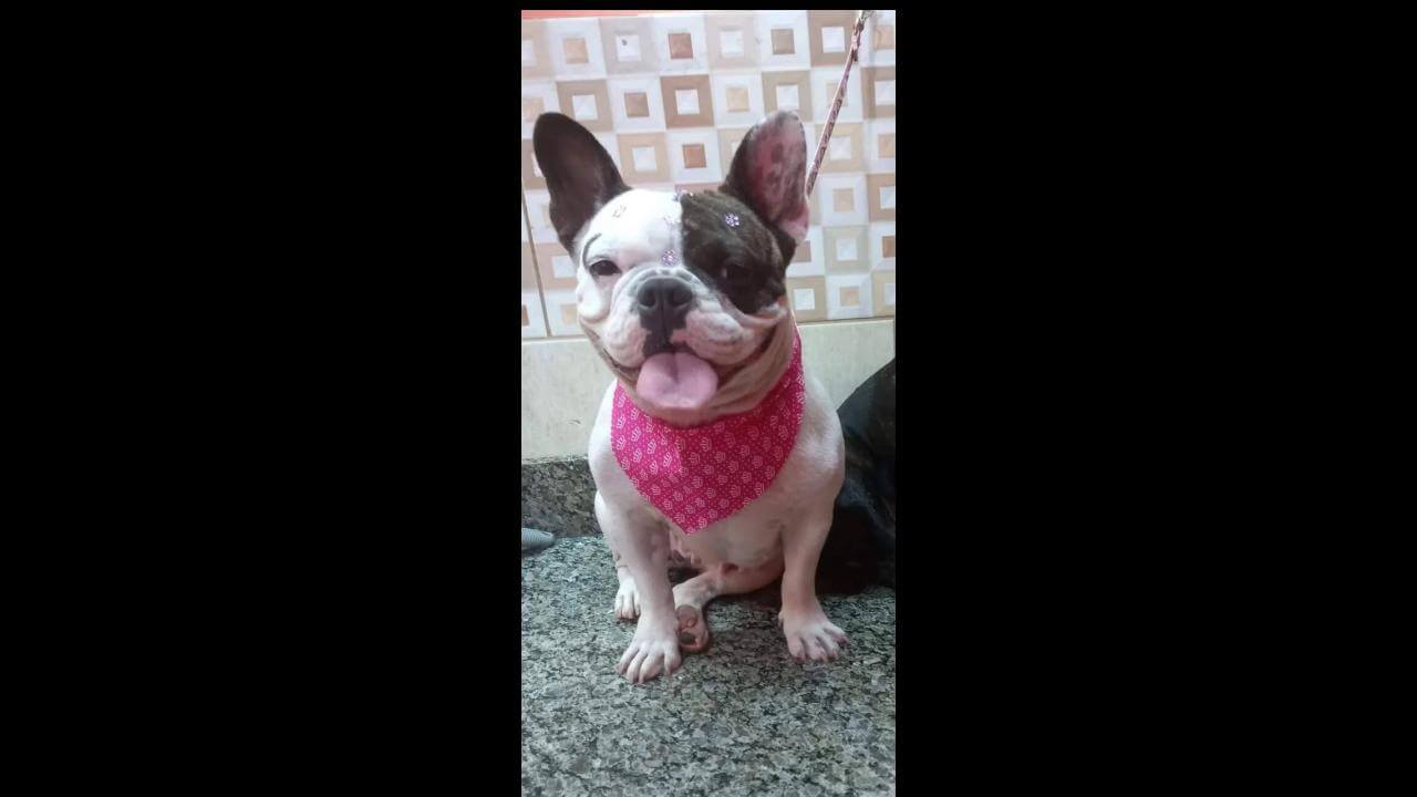 Cachorra Fiona desapareceu no bairro Coqueiral Cachorra Fiona desapareceu no bairro Coqueiral