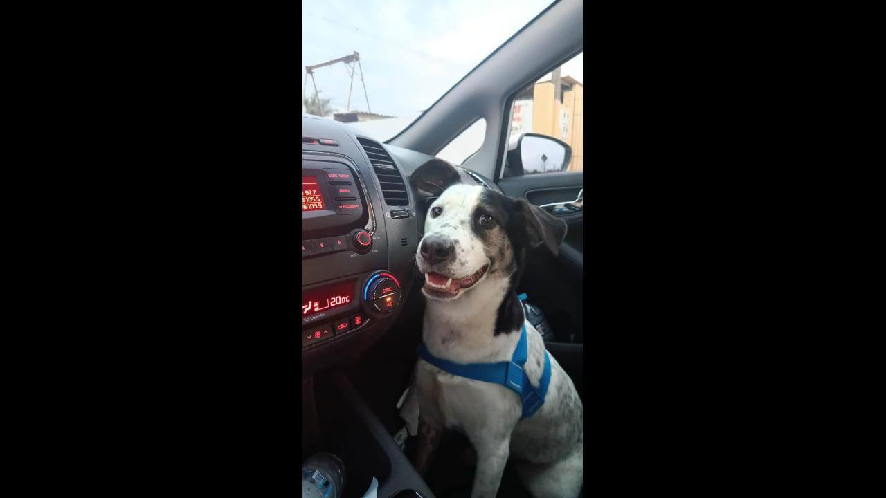 Cachorra Aurora desapareceu no bairro Brasília Cachorra Aurora desapareceu no bairro Brasília