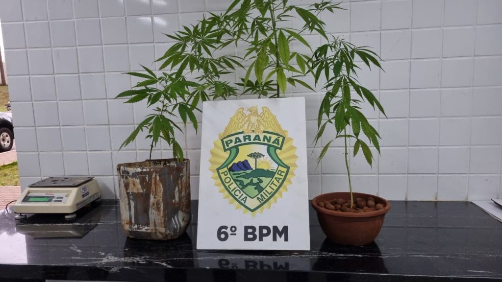 O Brasil está chapado? Estudo mostra que consumo de maconha disparou e já atinge 1 em cada 5 brasileiros