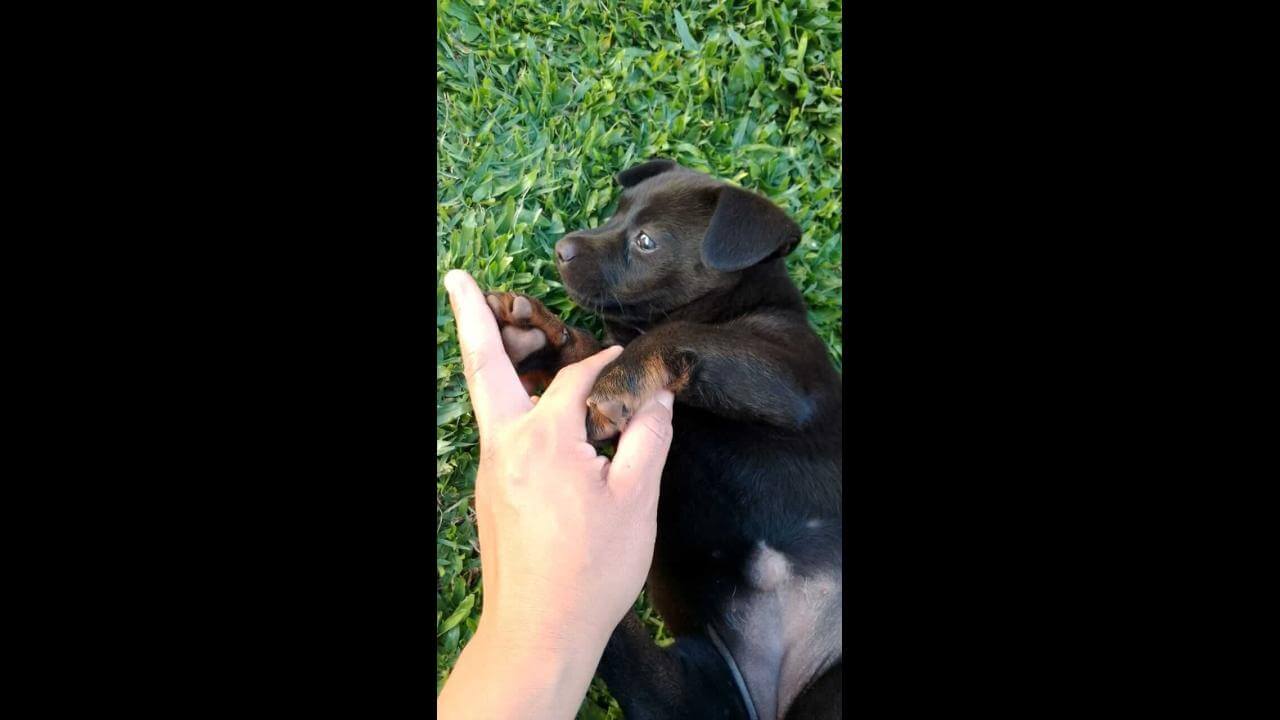 Cachorra Neguinha desapareceu no bairro Santa Felicidade Cachorra Neguinha desapareceu no bairro Santa Felicidade