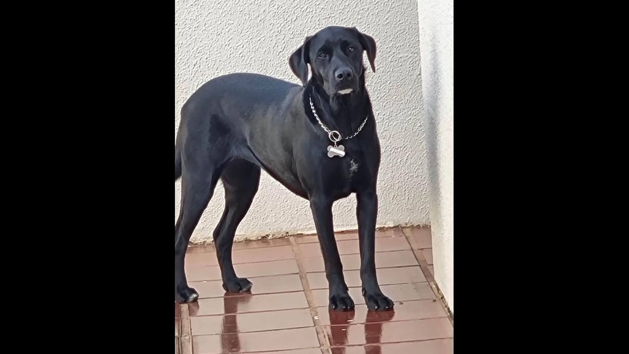 Cachorra Amora desapareceu no bairro Periolo Cachorra Amora desapareceu no bairro Periolo