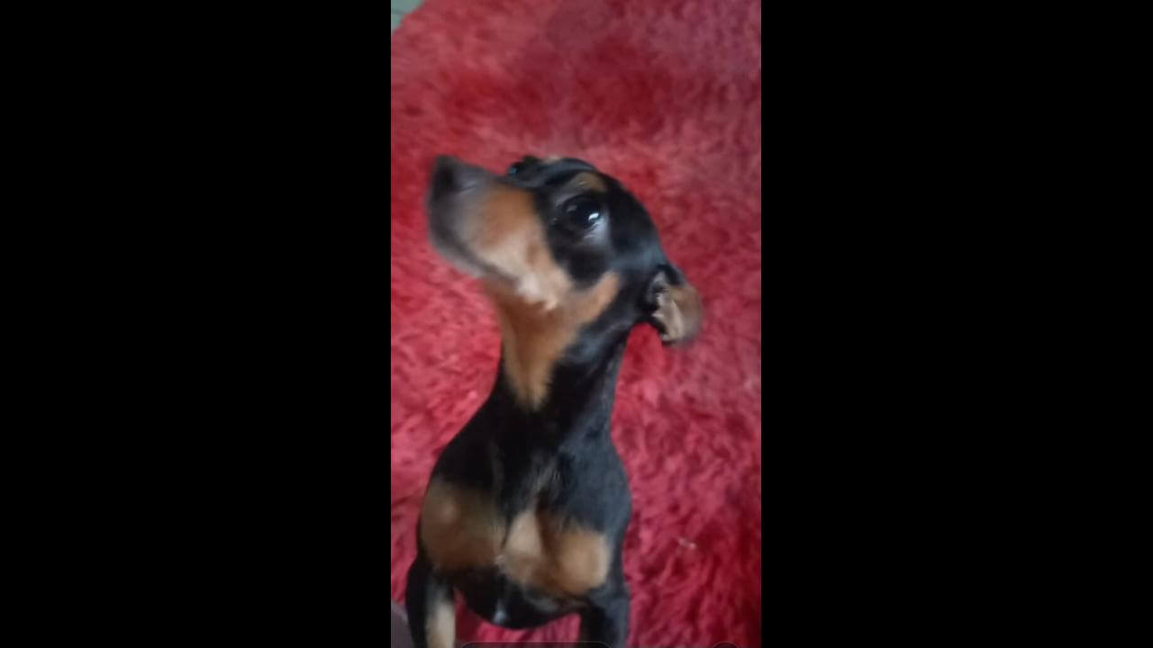 Cachorro Chico desapareceu no bairro Periolo