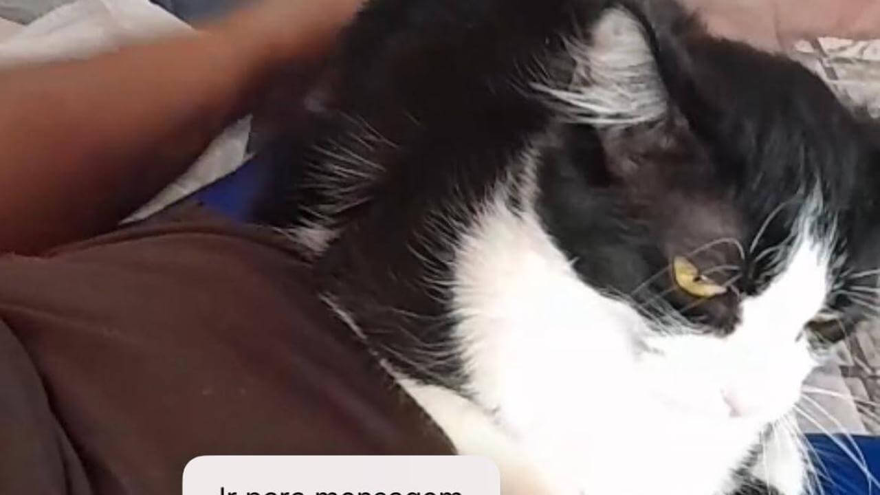 Gata Mel desapareceu no bairro Clarito