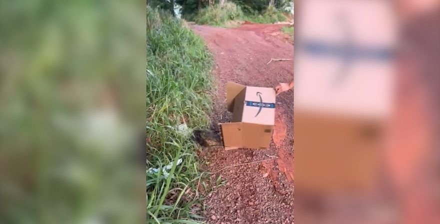 Um resgate fora do comum em Cascavel