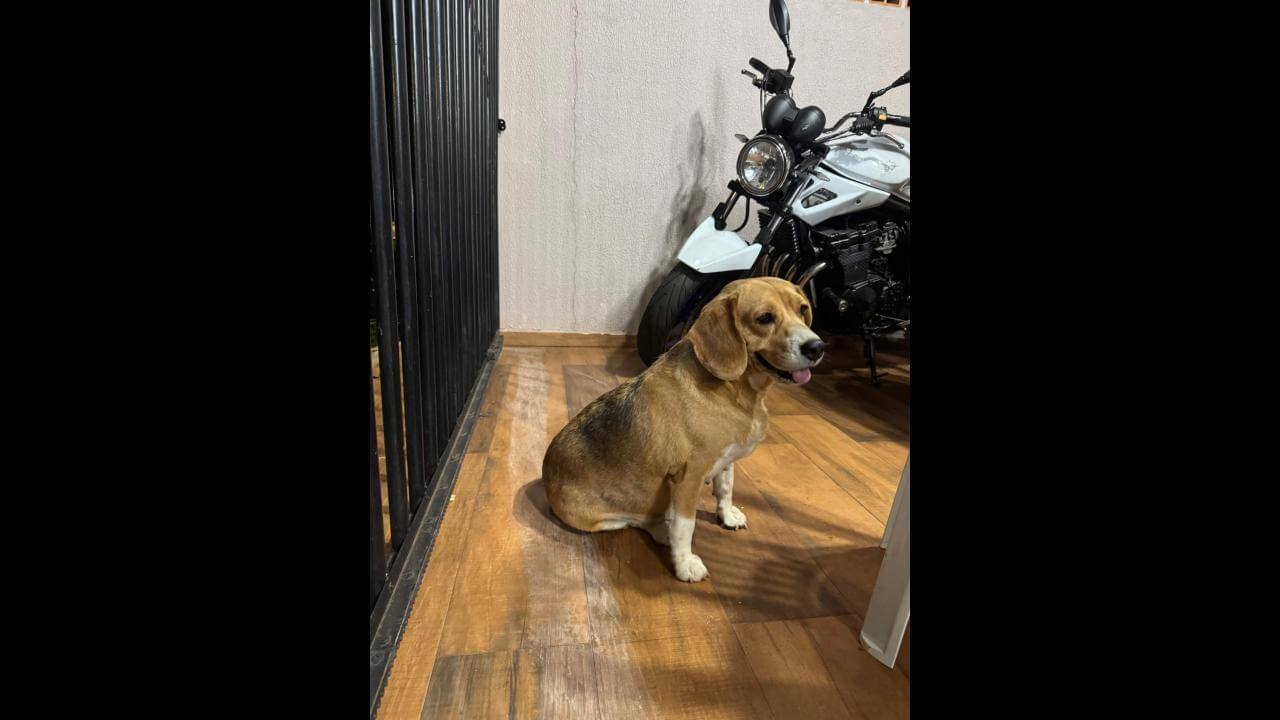 Cachorra é encontrada no bairro Canadá