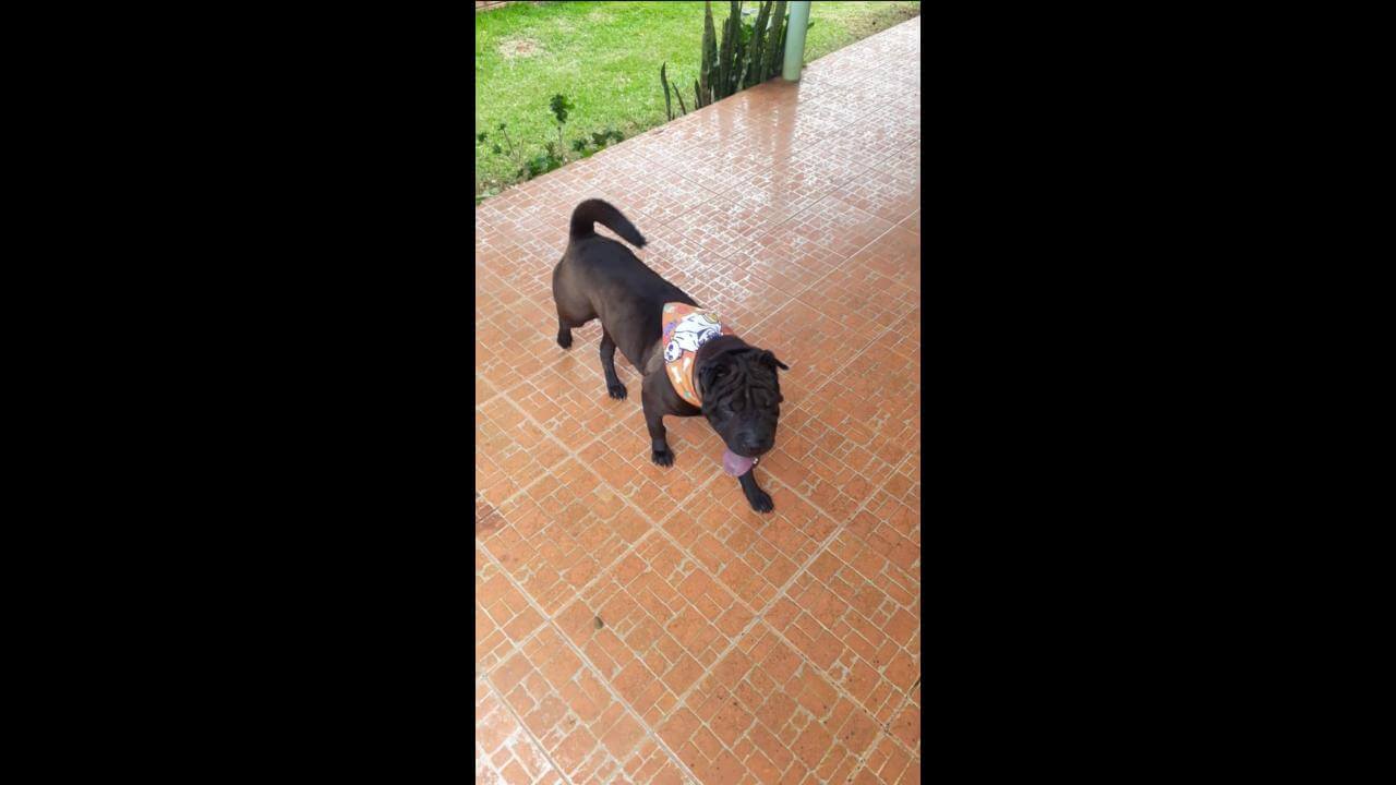 Cachorra MAJU desapareceu no bairro Periolo