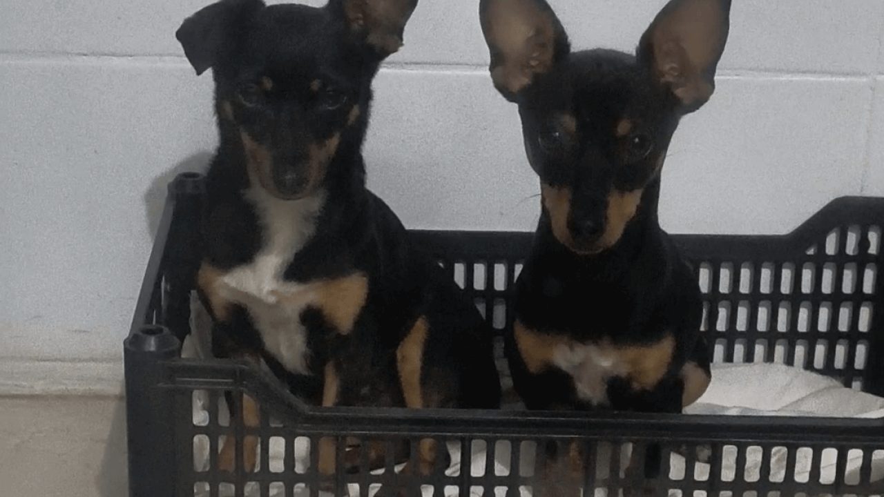 Cachorra é encontrada no bairro Maria Luiza
