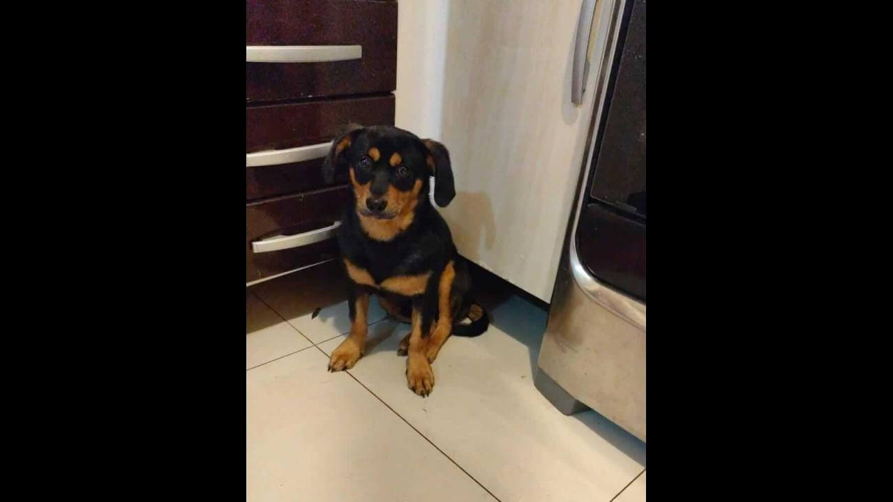 Cachorro Pingo desapareceu no bairro Região do Lago Cachorro Pingo desapareceu no bairro Região do Lago