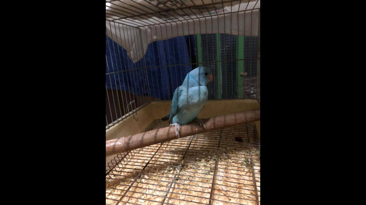 Pássaro filhote ring neck desapareceu no bairro São Cristóvão Pássaro filhote ring neck desapareceu no bairro São Cristóvão