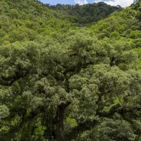 Imagem referente a Mata Atlântica perde 2,4 milhões de hectares em 40 anos